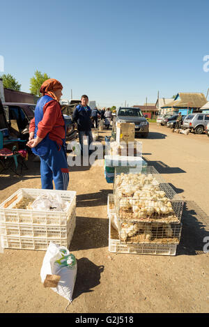 I giovani giallo broiler pulcini per la vendita su un mercato locale in Russia Foto Stock