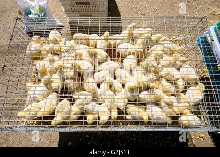 I giovani giallo broiler pulcini per la vendita su un mercato locale in Russia Foto Stock