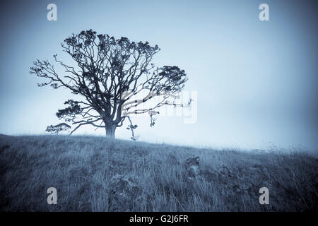 Madre di alberi vecchi, crescita, Hawaiian latifoglie Legacy, Kukaiau Foto Stock