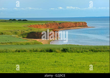 Litorale scogliere lungo il Northumberland stretto Foto Stock