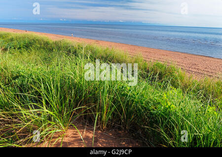 Le dune di sabbia lungo lo stretto di Northumberland Foto Stock