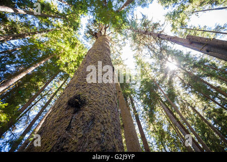 La ricerca di un alto Sitka Spruce tree (Picea sitchensis) a China Beach in Juan de Fuca Provincal Park Isola di Vancouver BC Canada. Foto Stock