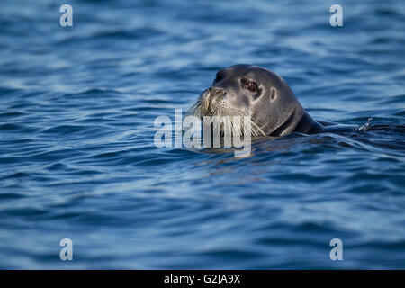 Guarnizione barbuto, Erignathus barbatus, Svalbard, Norvegia Foto Stock