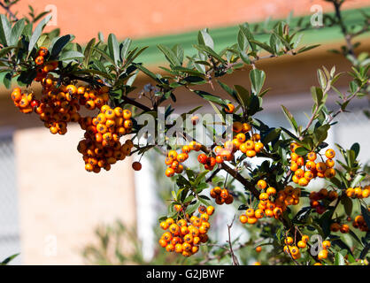 Arancio brillante bacche di Cotoneaster, la fioritura delle piante del rose famiglia delle Rosacee, formano nel tardo autunno aggiungendo colore . Foto Stock