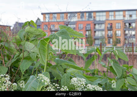 Knotweed giapponese (Fallopia japonica) cresce in una posizione urbana, England, Regno Unito Foto Stock