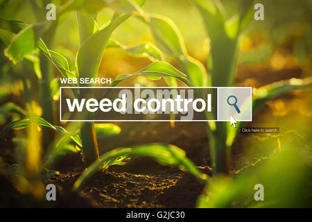 Il controllo delle piante infestanti nel browser internet nella casella di ricerca, campo di mais in background Foto Stock