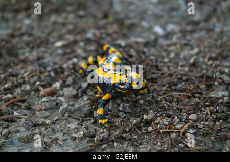 Salamandra pezzata in un giorno di pioggia in montagna Foto Stock