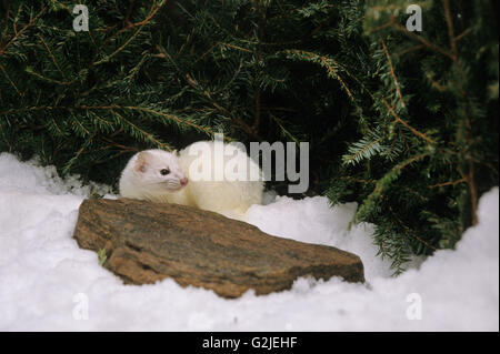 Corto-tailed donnola (Mustela erminea) adulto (Ermellino) centrale di Ontario, Canada. Foto Stock