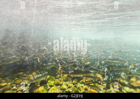 Rosa Salmone (Oncorhynchus gorbuscha) raccogliere in una scuola di spawn in Puntledge fiume vicino a Courtenay Courtenay Comox Valley Foto Stock