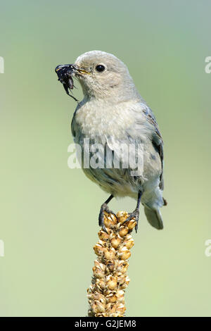 Femmina bluebird di montagna (Sialia currucoides) alimentazione dei giovani in una strada scatola di nido, southern Okanagan Valley, British Columbia Foto Stock