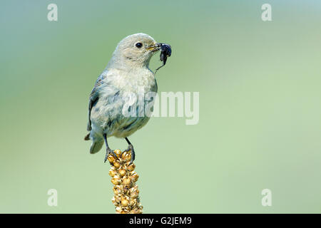Femmina bluebird di montagna (Sialia currucoides) alimentazione dei giovani in una strada scatola di nido, southern Okanagan Valley, British Columbia Foto Stock