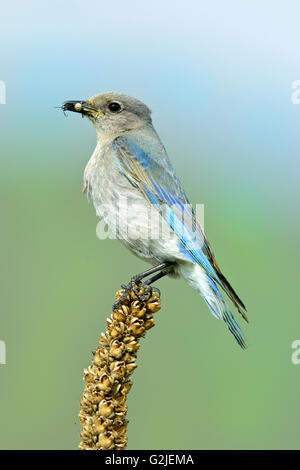 Femmina bluebird di montagna (Sialia currucoides) alimentazione dei giovani in una strada scatola di nido, southern Okanagan Valley, British Columbia Foto Stock