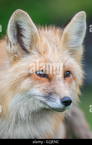 Red Fox (Vulpes vulpes vulpes), la foresta pluviale temperata costiere, British Columbia, Canada Foto Stock