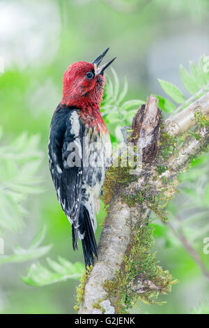 Adulto maschio rosso-breasted sapsucker (Sphyrapicus ruber) la foresta pluviale temperata costiera centrale British Columbia Bella Coola Canada Foto Stock