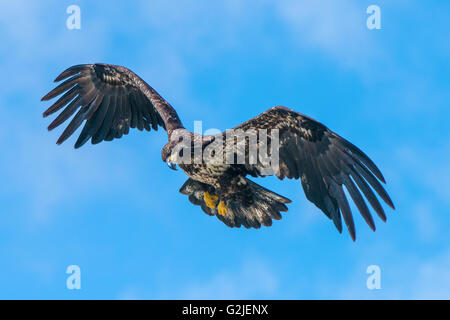 I capretti aquila calva (Haliaeetus leucocephalus), la foresta pluviale temperata costiere, British Columbia, Canada Foto Stock