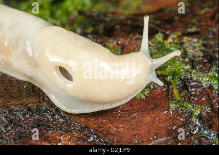 Banana slug (Ariolimax columbianus), la foresta pluviale temperata costiere, British Columbia, Canada. Foto Stock