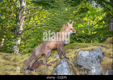 Red Fox (Vulpes vulpes vulpes), la foresta pluviale temperata costiere, British Columbia, Canada Foto Stock