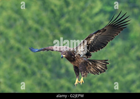 I capretti aquila calva (Haliaeetus leucocephalus) lo sbarco, foreste pluviali temperate, costiere British Columbia, Canada Foto Stock