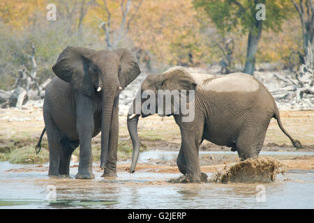 I capretti l'elefante africano (Loxodonta africana) giocando, il Parco Nazionale di Etosha, Namibia, Sud Africa Foto Stock