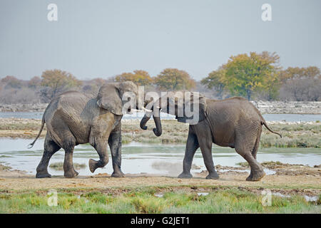 I capretti l'elefante africano (Loxodonta africana) giocando, il Parco Nazionale di Etosha, Namibia, Sud Africa Foto Stock