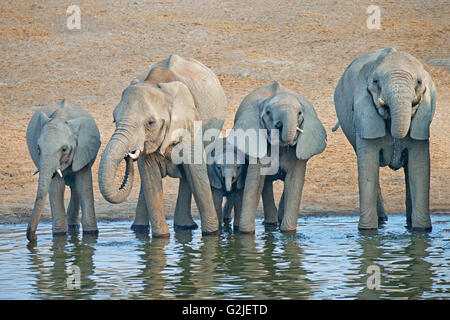 Elefante africano (Loxodonta africana) famiglia proveniente da un waterhole a bere, il Parco Nazionale di Etosha, Namibia, Sud Africa Foto Stock