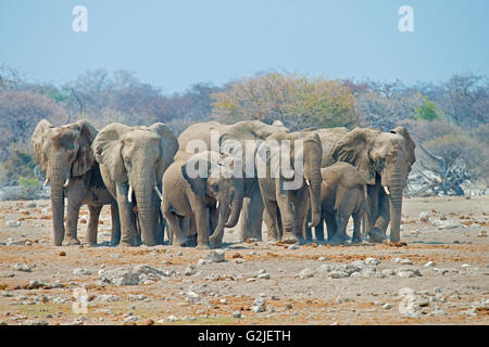 Elefante africano (Loxodonta africana) famiglia proveniente da un waterhole a bere, il Parco Nazionale di Etosha, Namibia, Sud Africa Foto Stock
