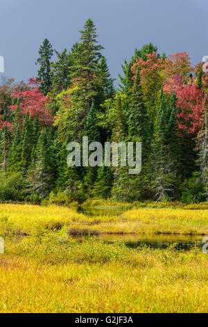 Tempesta di avvicinamento in autunno guardando sopra zona umida di bosco misto, nr Dorset, Haliburton, Ontario, Canada Foto Stock