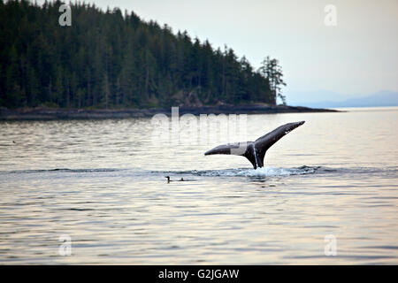 Humpback Whale, Megaptera novaeangliae, Nord Vancouver Island, isola di Vancouver, British Columbia, Canada. Foto Stock