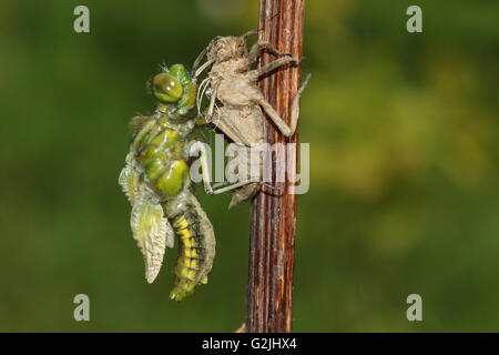 Ampia corposo Chaser Dragonfly (Libellula depressa) emergenti. Foto Stock