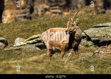 Ibex sulle montagne a Parco Nazionale del Gran Paradiso Foto Stock
