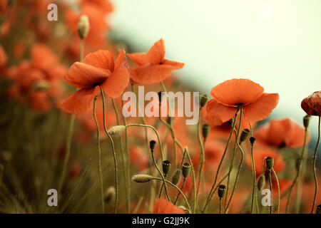 Tranquillo prato idilliaco con belle luminoso rosso papavero mais fiori in primavera in una giornata di sole Foto Stock