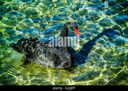 Bellissimo cigno nero ricche di acqua verde smeraldo e il Lakes Entrance Victoria Australia Foto Stock