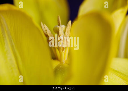 Close up shot di dettaglio di un bel colore giallo tulip blossom Foto Stock