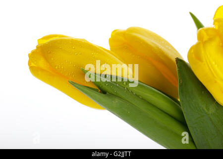 Bouquet di bellissimi tulipani gialli con gocce di rugiada nel vaso di vetro Foto Stock