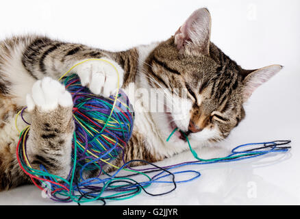 Ritratto di un giocoso housecat giocando con un gomitolo di lana sulla superficie bianca Foto Stock