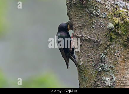 Comune di Starling per adulti (Sturnus vulgaris) alimenta i pulcini al sito di nidificazione. Molla. Regno Unito Foto Stock