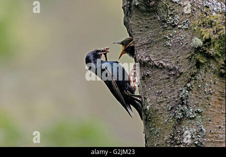 Comune di Starling per adulti (Sturnus vulgaris) alimenta i pulcini al sito di nidificazione. Molla. Regno Unito Foto Stock