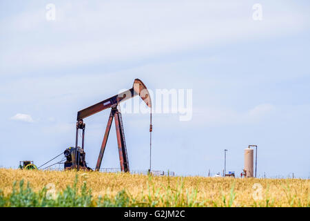 Un pumpjack pompa olio nel mezzo di un maturo campo di grano pronto per la mietitura in Oklahoma, Stati Uniti d'America. Foto Stock