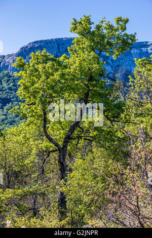 Chêne pubescenti Foto Stock