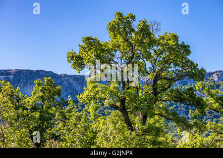 Chêne pubescenti Foto Stock