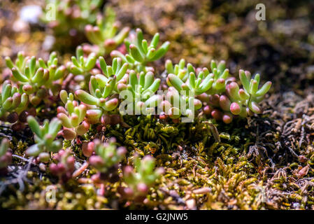 Plante Grasse en Forêt Provence Francia Foto Stock