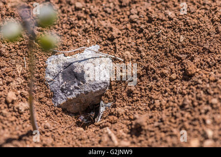 Fourmiliere Foto Stock