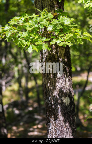 Chêne pubescenti Foto Stock
