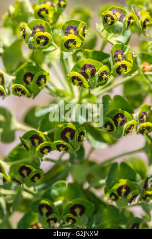 EUPHORBE CHARACIAS Foto Stock