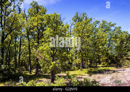 Foret de chêne pubescent Foto Stock