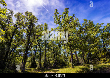 Foret de chêne pubescent Foto Stock