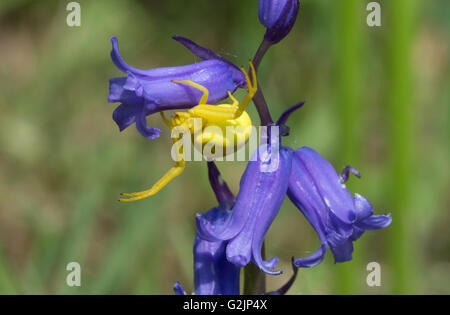 Ragno di granchio giallo sul fiore di bluebell in Hampshire, Regno Unito Foto Stock