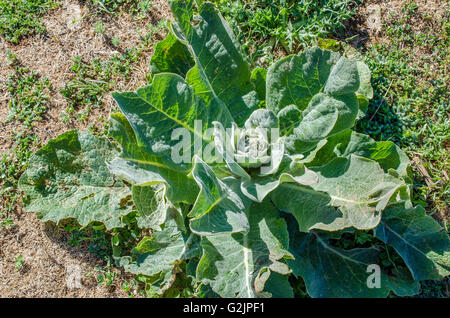 FORET DE STE BAUME, MOLENE, VAR 83 FRANCIA Foto Stock