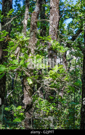 FORET DE STE BAUME, CHENE BLANC, VAR 83 FRANCIA Foto Stock