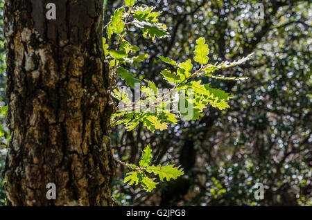 FORET DE STE BAUME, CHENE BLANC, VAR 83 FRANCIA Foto Stock